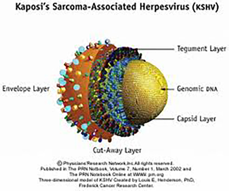 Kaposi’s sarcoma-associated herpesvirus G-protein coupled receptor activates the canonical Wnt/β-catenin signaling pathway
