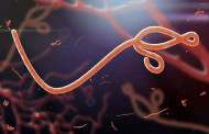 Як вірус Ебола вимикає антивірусні сигнали