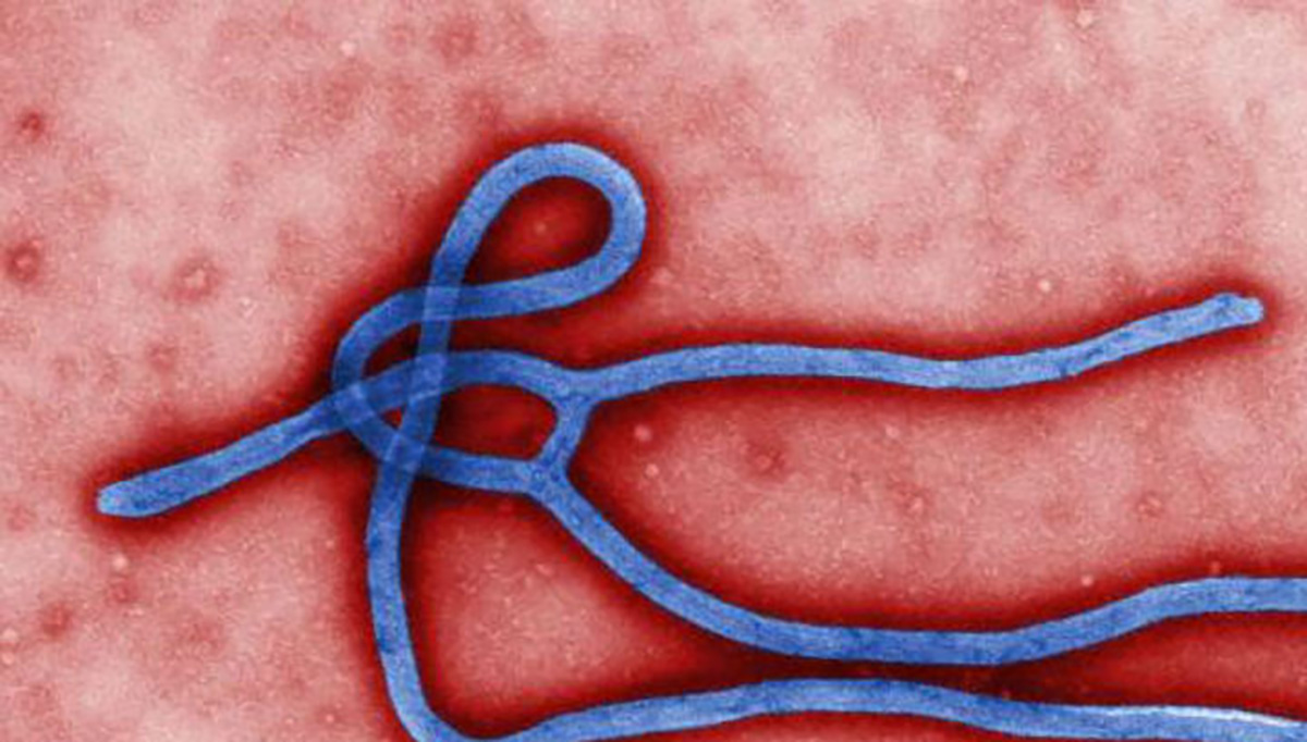 Дослідження виявило, що еволюційні корені вірусу Ебола більш давні, ніж вважалося раніше