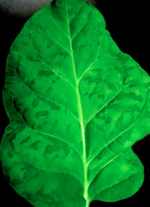 tobacco_leaf-crop