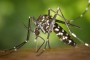 Вірус зіка і тигровий комар, нова загроза?