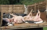 В Ічні триває карантин через епідемію африканської чуми свиней