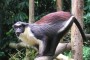 Дослідження TRIM5 виявило еволюційну давність появи лентівірусів приматів