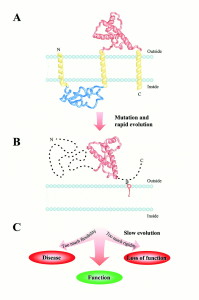 Рис.2 Загальні обриси можливої еволюційної історії пріонного білка. Припускається, що три великі стадії мали місце. (А) Пріонний білок колись був інтегральним мембранним протеїном з трьома трансмембранними спіралями. Сьогоднішній глобулярний домен (NMR структура 1B10 з бази даних PDB показана червоним) повністю розміщується у позаклітинному просторі. (В) Мутація зумовила переміщення PrP з мембрани у позаклітинний простір. Була створена фрустраційна послідовність з висячою структурою. Короткий, швидкий еволюційний дрейф у бік послідовності з мінімальною фрустрацією і глобулярною структурою розпочався. Незабаром, однак, прогрес був зупинений встановленням функції, яка покладалася на саму структурну гнучкість, яка була зумовлена переміщенням. (С) Повільний прогрес послідовності мав місце після цього, він був зумовлений потребою збалансування між надмірною гнучкістю (хвороба) та надмірною ригідністю (втрата функції) структури. 