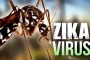 Zika virus: Outbreak ‘likely to spread across Americas’ says WHO