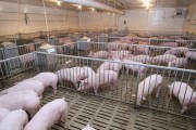 У Чернівецькій області спалах африканської чуми свиней