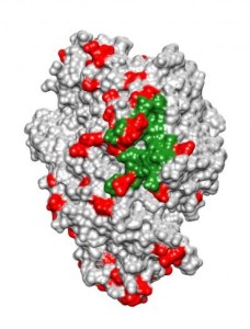 Aminopeptidase N is a protein that acts as a receptor for coronaviruses, the family of viruses behind recent epidemics of SARS and MERS, among others. Researchers found evidence that this protein has adapted repeatedly during mammalian evolution to evade binding by coronaviruses.