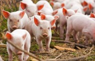 На Харківщині стався спалах африканської чуми свиней
