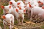 На Харківщині стався спалах африканської чуми свиней