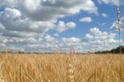 Wheat virus crosses over, harms native grasses