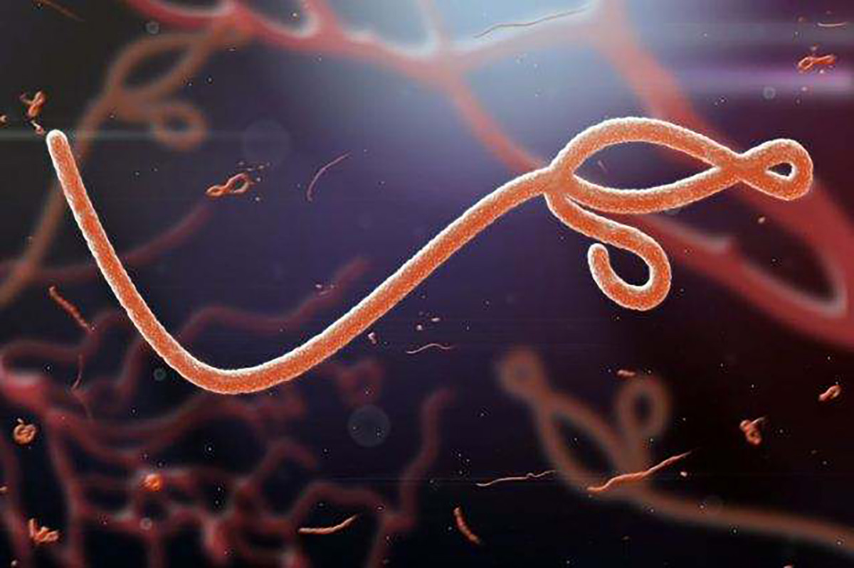 Як вірус Ебола вимикає антивірусні сигнали