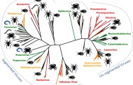 Phylogeny: Are arthropods at the heart of virus evolution?