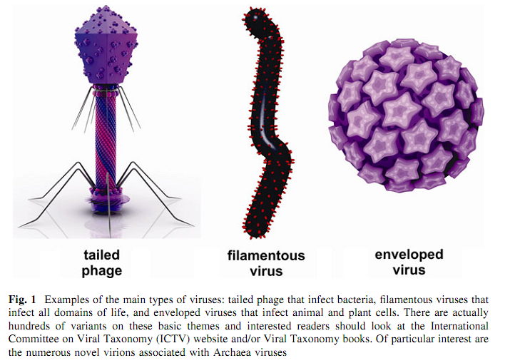 Ролі різних типів бактеріофагів у біохімічних процесах