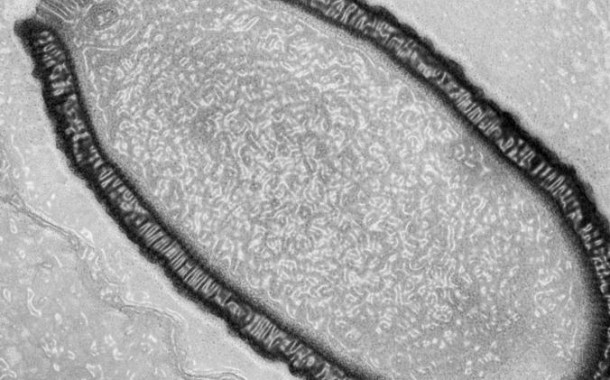 Архаїчний гігантський вірус, знайдений у сибірській вічній мерзлоті