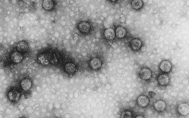 Промотор вірусу мозаїки цвітної капусти – рецепт катастрофи?