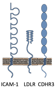 hrv-receptors