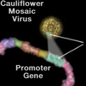 promotor-gene