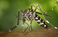 Вірус зіка і тигровий комар, нова загроза?
