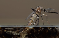 Modified mosquitoes begin blitz on dengue in Brazilian city