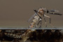 Modified mosquitoes begin blitz on dengue in Brazilian city