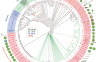 A phylogenomic data-driven exploration of viral origins and evolution