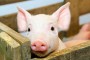 Зафіксовано новий спалах африканської чуми свиней