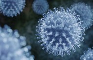 Influenza viruses can hide from the immune system