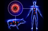 Threat of novel swine flu viruses in pigs, humans