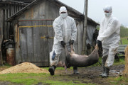 Африканська чума свиней спалахнула на Хмельниччині