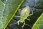 Trick of the light may help diseased plants attract greenfly