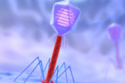 Virus uses ‘stolen’ CRISPR to hack its host’s immune system