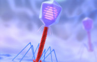 Virus uses ‘stolen’ CRISPR to hack its host’s immune system