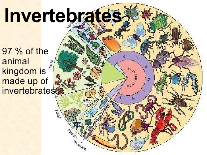 invertebrates-1-728