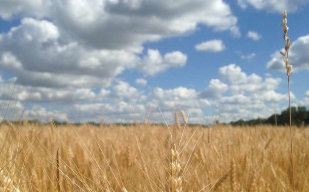 Wheat virus crosses over, harms native grasses