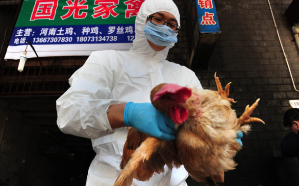 У Китаї поширюється найбільша за 4 роки епідемія пташиного грипу