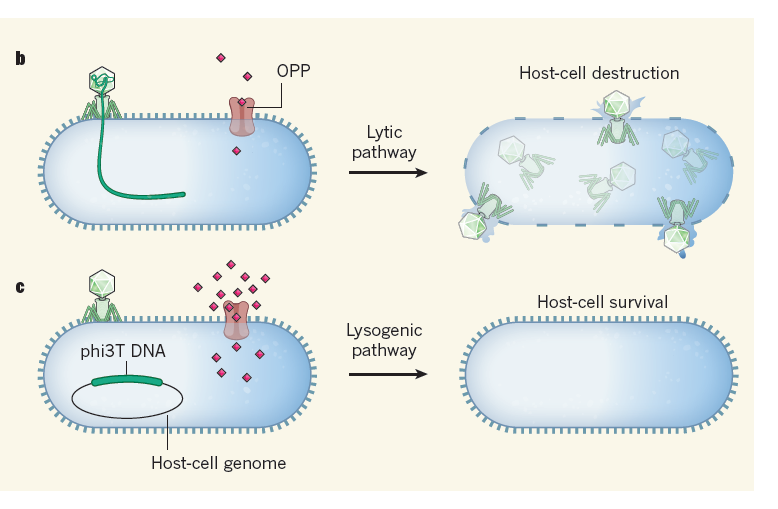 Phages Make a Group Decision